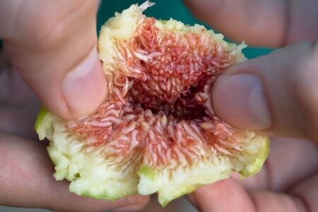 Closeup of hands pulling a fig apartの写真素材