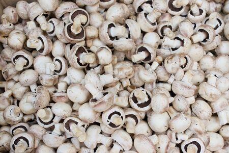 Closeup of white champignon mushroomsの写真素材