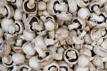 Closeup of white champignon mushroomsの写真素材