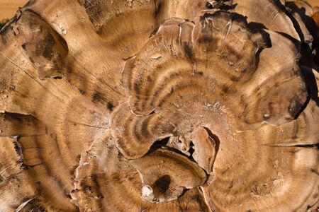 Closeup of an edible mushroomの写真素材