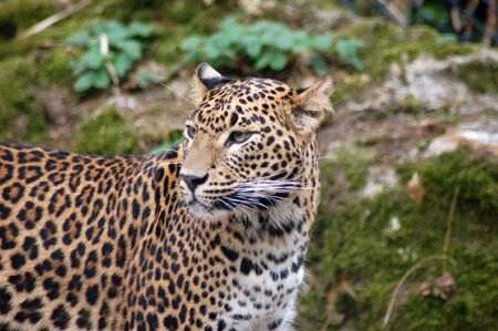 Jaguar watching his territory