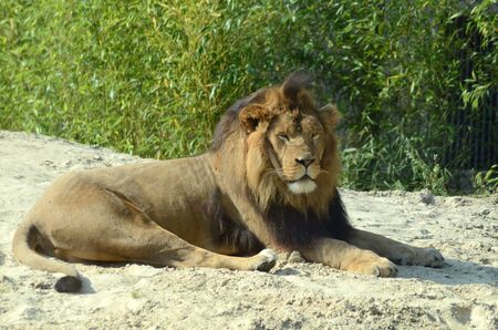 African lionの写真素材