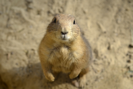 Prairiedogの写真素材