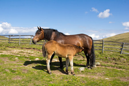 Mare Nursing Foalの写真素材