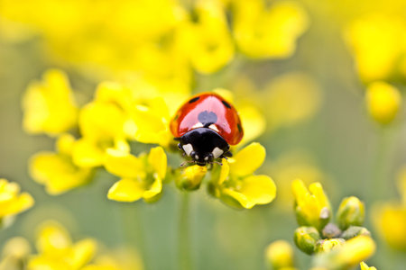 Ladybug On Yellow Flowersの写真素材