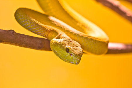 White-Lipped Island Pit Viper   Trimeresurus Albolabris の写真素材