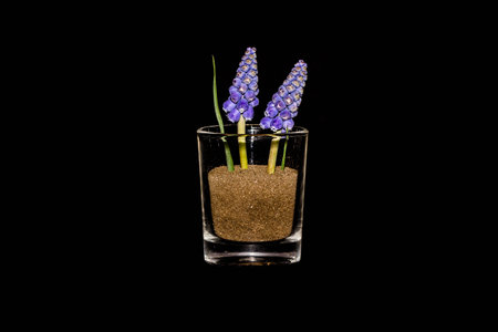 Two Grape Hyacinths In A Glass