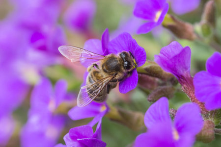 Honey Bee Collecting Pollen From Purple Flowers