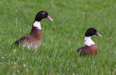 Two Ducks Sitting In The Grassの写真素材