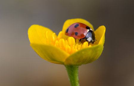 Ladybug On Kingcupの写真素材