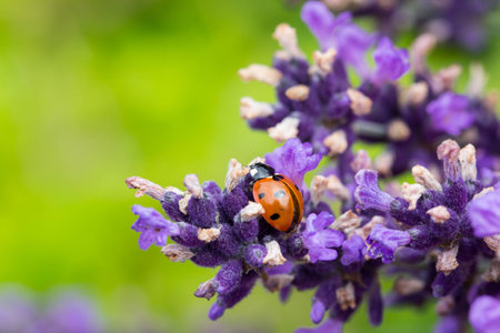 Ladybug On Lavenderの写真素材