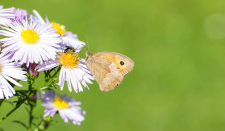 Dusky Brown Meadow Butterfly On Wild Chrysanthemumの写真素材