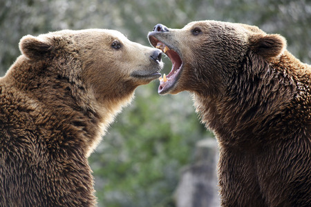Grizzly bears in a fightの写真素材