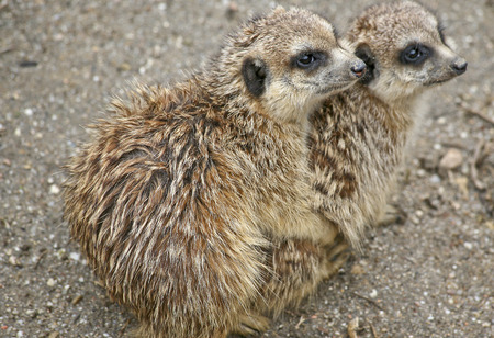 Two suricates staying warmの写真素材