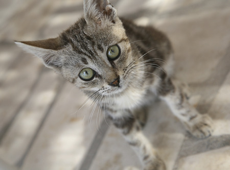 House catの写真素材