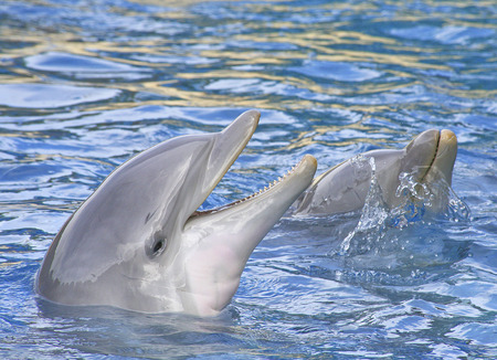 Dolphins smilingの写真素材