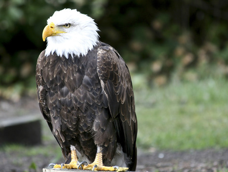 Bald eagle - American national birdの写真素材