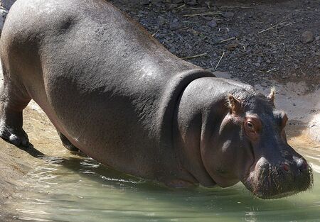 big hippopotamusの写真素材