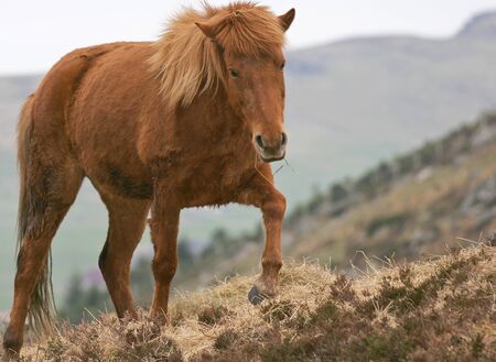 Wild brown horseの写真素材