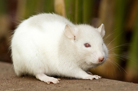 white mouseの写真素材