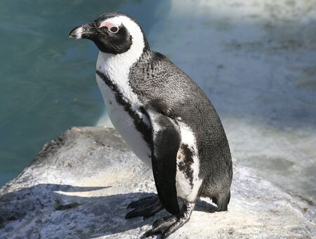 penguinの写真素材
