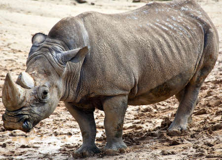 Big rhinoの写真素材