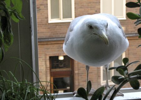 Seagull in the cityの写真素材