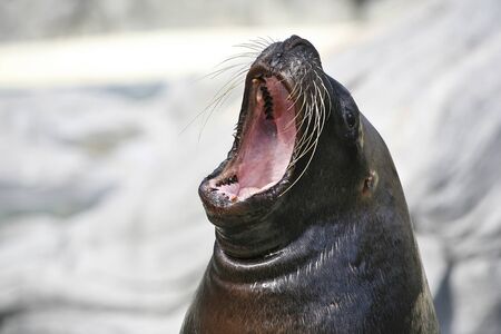 Big mouthed sea lionの写真素材