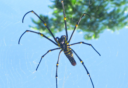 Big spider in a cobwebの写真素材