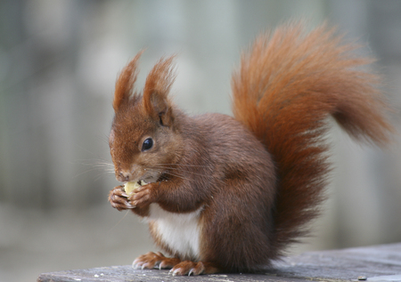 Squirrel eating nutの写真素材