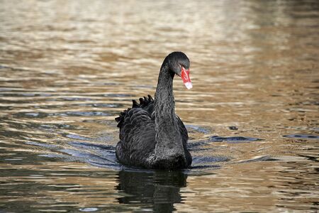 Black swan gilding in the waterの写真素材