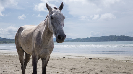 Adorable wild horse at the beach enjoying the momentの写真素材