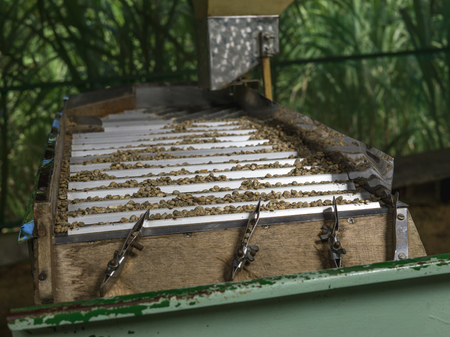 Sifting and sorting coffee beans by their size on an old machineの写真素材