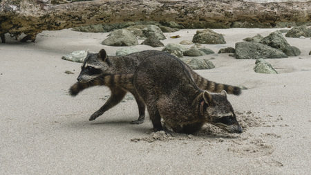 Wild Racoons at the beach digging for foodの写真素材