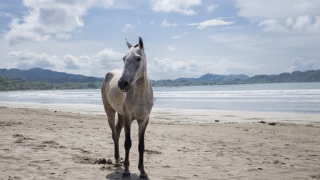 Adorable wild horse at the beach enjoying the momentの写真素材