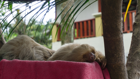 Sleeping Sloth on a pink pillowの写真素材