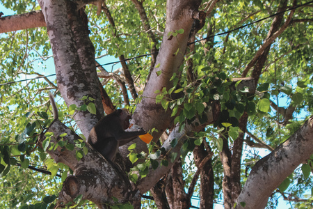 Monkey sitting on a tree drinking orange juice - Bali