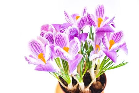 crocus isolated on white backgroundの写真素材