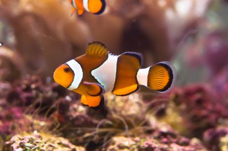 Clown fish in the coral reefの写真素材