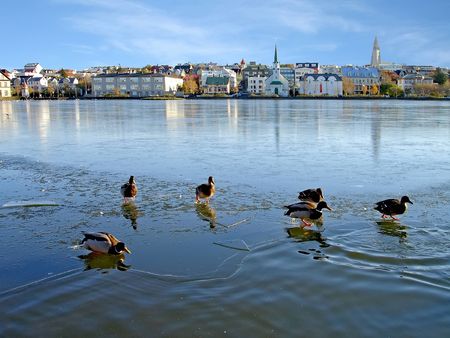 Reykjavik, Iceland - Ducks walking on thin ice in the centre of Reykjavik.の写真素材