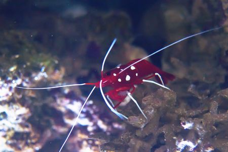 Red shrimp in coral reef aquariumの写真素材