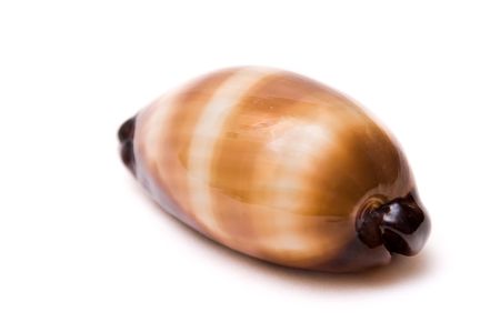 Sea shells isolated on white backgroundの写真素材