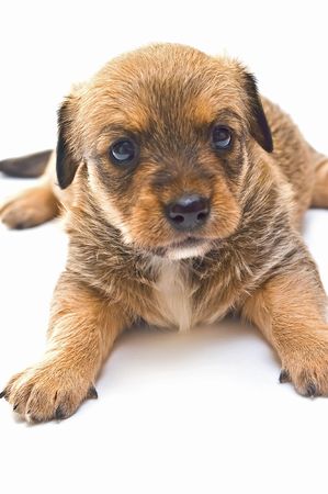 Single puppy isolated on white backgroundの写真素材