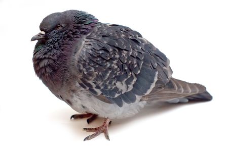 Dove Pigeon isolated on white backgroundの写真素材