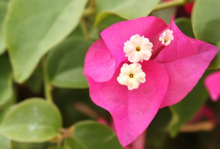 Pink Isolated Bugambiliaの写真素材