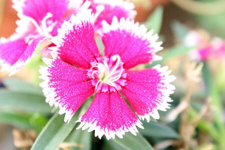 Centered Dianthus Flowerの写真素材