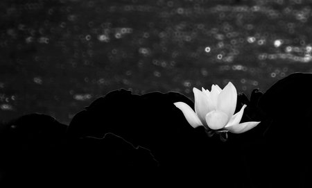 During the post-processing, the lotus leaves and the background in the photo are specially processed, only the brightness of the lotus is preserved, and then the photo is convertedの写真素材