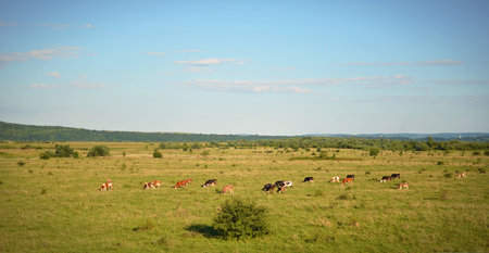 The vast panorama of the field where a herd of cows grazingの写真素材