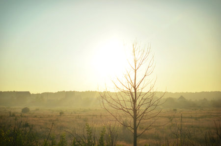 Lonely tree on a background of the fields before the approaching sunsetの写真素材