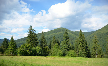 Field with firs on the background of the high mountains and the blue sky with cloudsの写真素材